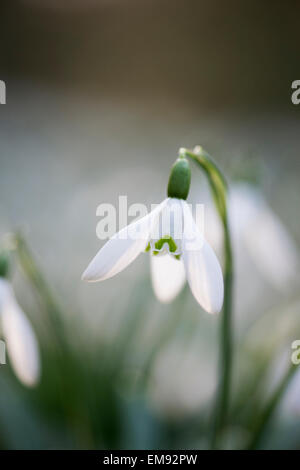 Galanthus Reginae-Olgae Vernalis. Schneeglöckchen Stockfoto