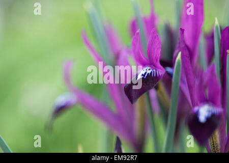 Iris Reticulata lila Gem. Zwergiris Stockfoto