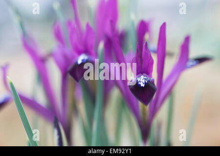 Iris Reticulata lila Gem. Zwergiris Stockfoto