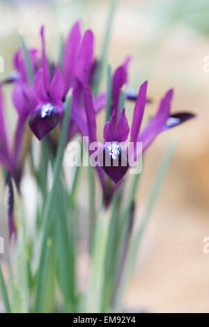 Iris Reticulata lila Gem. Zwergiris Stockfoto