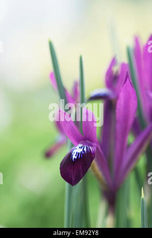 Iris Reticulata lila Gem. Zwergiris Stockfoto