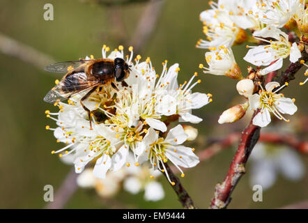 Hoverfly (Eristalis Pertinax) auf Blackthorn Blumen. Hurst Wiesen, West Molesey Surrey, England. Stockfoto