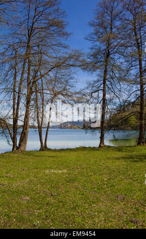 Lake Woerth Blick auf Maria Wörth durch die Bäume im Frühjahr Stockfoto