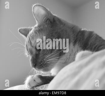 Black And White Tiger gestreift neugierige Katze. Stockfoto