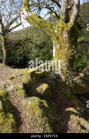 Bemoosten Bäumen, Tal der Fluss Avon, South Brent, South Devon Stockfoto