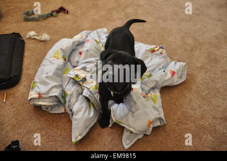 Ein junger schwarzer Labrador-Welpe eine Pause vom spielen weil Neugier aufgefallen. Stockfoto