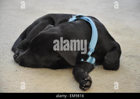 Schlafende Schwarz gemischte Labradorwelpe mit einem blauen Gurt. Stockfoto