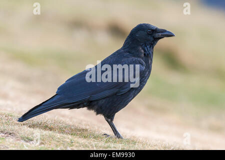 Einzelnen AAS-Krähe Corvus Corone Seitenprofil thront auf dem Rasen auf Worcestershire Beacon Malvern Hills Stockfoto