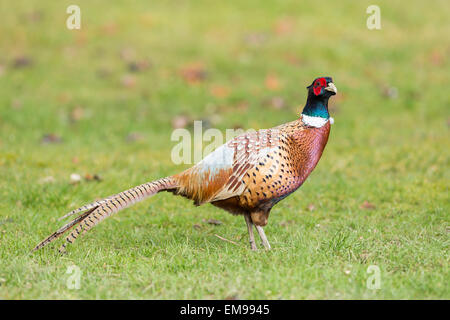 Männliche gemeinsame Fasan Phasianus Colchicus Seite Profil Grass field Stoke Bliss Herefordshire Stockfoto