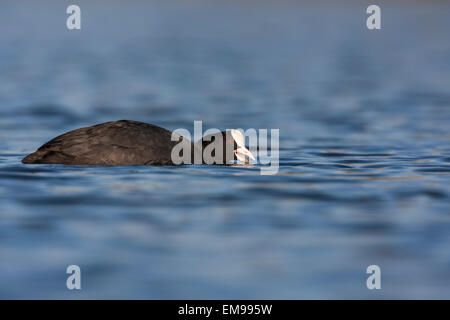 Eurasische Blässhuhn Fulica Atra Seite Profil schwimmen niedrig im Reservoir Wasser aufrufenden Grimley Worcestershire Stockfoto