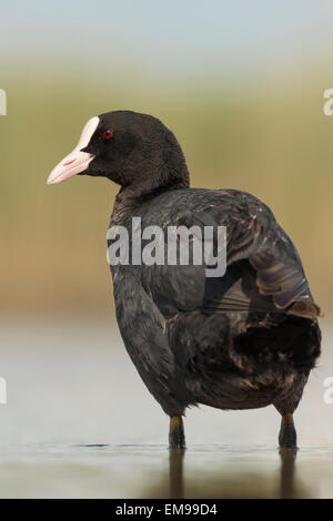 Einzelne eurasischen Blässhuhn Fulica Atra stehen im flachen Wasser, Pusztaszer, Ungarn Stockfoto