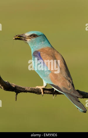 Einzelne europäische Rolle Coracias Garrulus Seite Profil Cricket Beute im Schnabel Pusztaszer Ungarn Stockfoto