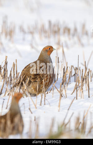 Paar grau Rebhuhn Perdix Perdix Seite Profil stehen im Schnee bedeckt Ernte Feld Snettisham Norfolk Stockfoto