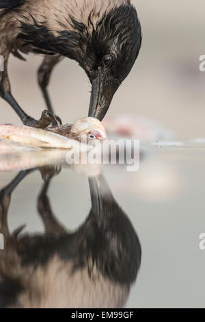 Einzelne mit Kapuze Krähe Corvus Cornix mit Reflexion Essen Fisch vom Gewässerrand, Pusztaszer, Ungarn Stockfoto