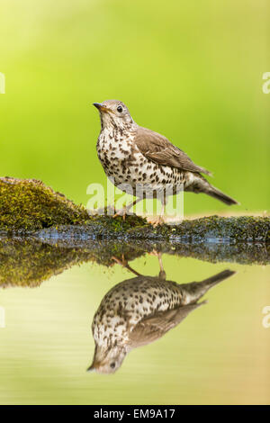 Einzelne Misteldrossel Soor Turdus Viscivorus auf Reflexion Beckenrand, Hortobagy Nationalpark, Ungarn, Mai 2013 stehen. Stockfoto