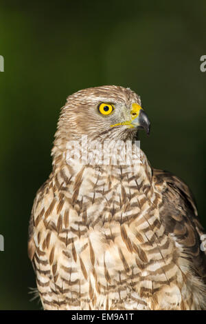 Wilden nördlichen Habicht Accipter Gentilis thront im Wald, Pusztaszer, Ungarn, Juni 2012. Stockfoto