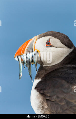 Nahaufnahme der Papageitaucher Fratercula Arctica mit Schnabel voller Sandaale, Farne Islands, Northumberland, Juli 2011. Stockfoto