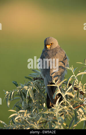 Männliche Red-footed Falcon (Falco Vespertinus) aus Barsch, Hortobagy Nationalpark, Ungarn, Juni 2012 gespannt. Stockfoto