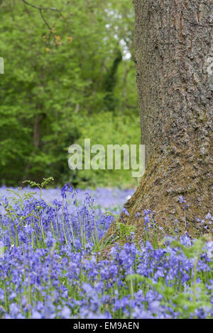 Gemeinsames Bluebell Hyacinthoides non-Scripta Feld Malvern Hills Herefordshire Stockfoto