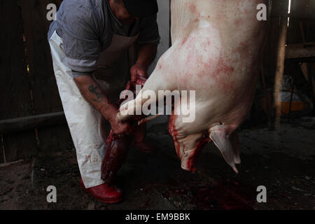 Metzgerei Rudolf Holy schneidet sich ein Schwein während einer traditionellen Fastnacht öffentlichen Schwein Schlachtung namens "Zabijacka" im Dorf Vsen in der Nähe von Turnov, Tschechien. Stockfoto