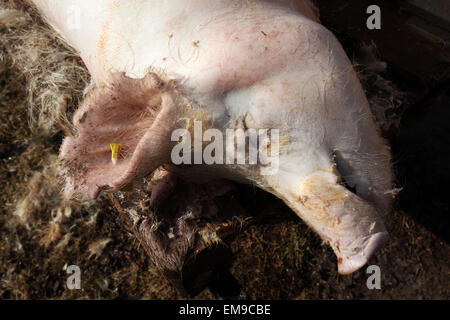 Frisch geschlachteten Schwein während der traditionellen Fastnacht Schwein Schlachtung genannt 'Zabijacka' in Tyniste nad Orlici, Tschechien. Stockfoto