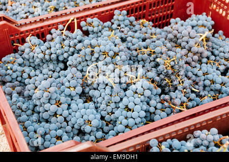 Weinlese in kleinen Bio-Weinberg Stockfoto