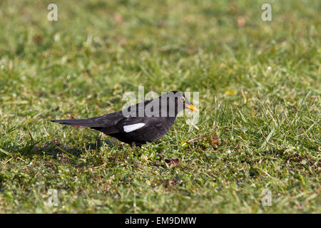 Männliche Amsel (Turdus Merula) mit weiße Feder zeigt partiellen Albinismus Stockfoto