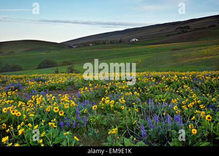 WA10351-00... WASHINGTON - Balsamwurzel und Lupine in einer Wiese am Dalles Berg in Columbia Hills State Park. Stockfoto