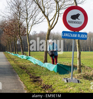 Freiwillige Prüfung Barriere mit Eimern für die Migration Amphibien / Kröten über die Straße während der jährlichen Migration im Frühjahr Stockfoto