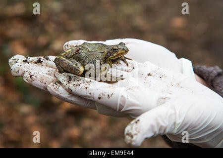 Person halten europäischen braunen Grasfrosch (Rana Temporaria) in der behandschuhten hand Stockfoto