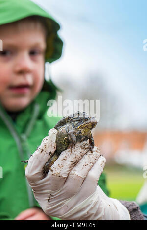 Person, die paar europäischen gemeinsamen braunen Frösche (Rana Temporaria) in der hand, Kind, zeigen Stockfoto