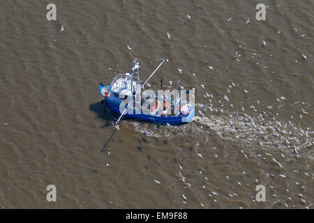 Luftaufnahme des blauen Garnelen Trawler Bootsfischerei für Garnelen auf dem Meer gefolgt von Möwen Stockfoto