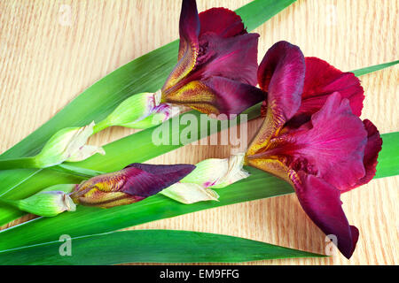 Auf die Oberfläche des Tisches befinden sich zwei große schöne Iris Blume mit einem schönen lila Farbe mit grünen Blättern. Stockfoto