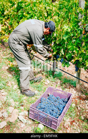 Paine, CHILE - Marzo 29, 2015. Hand-Trauben in kleinen Bio-Weinberg im Herbst Ernte Kommissionierung. Stockfoto