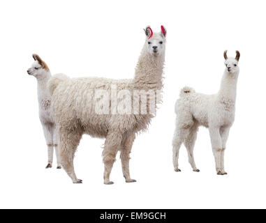 Threeo Lamas auf der Seite der weißen Hintergrund Stockfoto