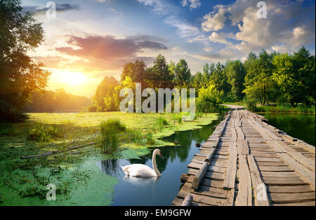 Schwan in der Nähe der Holzbrücke am Fluss bei Sonnenuntergang Stockfoto