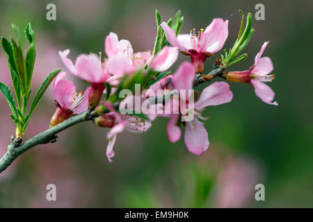 Prunus Tenella, russische Zwerg Mandel Stockfoto