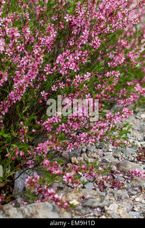 Prunus tenella, russische Zwergmandeln, niedrige Sträucher, rosa Blüte Stockfoto