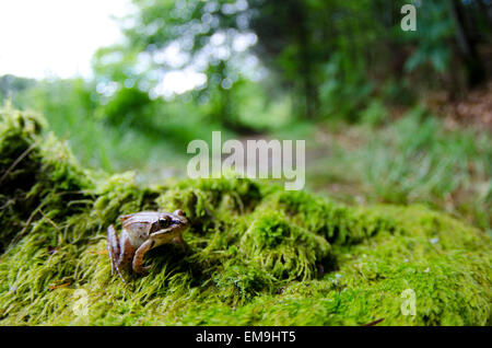 Springfrosch Rana Dalmatina in Frankreich Stockfoto