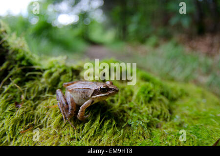 Springfrosch Rana Dalmatina in Frankreich Stockfoto