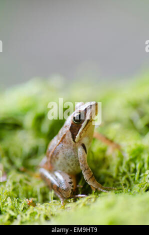 Springfrosch Rana Dalmatina in Frankreich Stockfoto