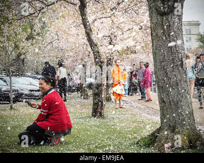 Washington DC 15. April 2015.  Blüten fallen vom Baum wie Schnee, wie Menschen die letzten die Kirschblüten in Washington DC genießen.  Die Peak-Blüte wurde am Sonntag, den 12. April, Mittwoch, den 15. April wurden die Blüten fallen von den Bäumen. Bildnachweis: Jim DeLillo/Alamy Live-Nachrichten Stockfoto