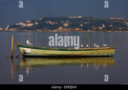 Einige Möwen auf einem Boot in einer atlantischen Bucht von Obidos, Portugal Stockfoto