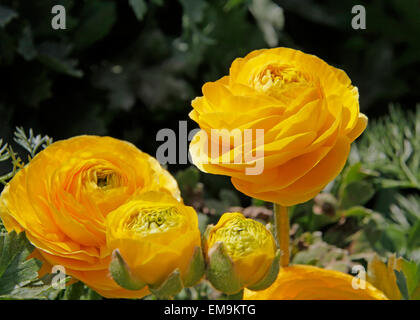 Gelbe persische Ranunkeln im Garten, Ranunculus asiaticus Stockfoto