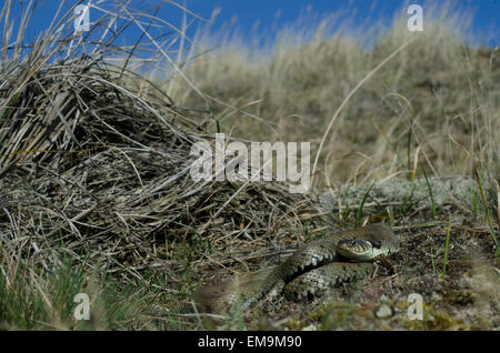 Ringelnatter Gras landen Stockfoto