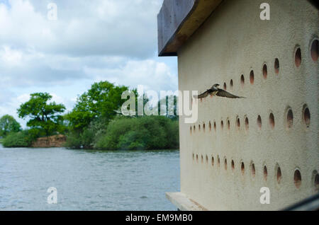 Sand Martins kommen ins Nest an Attenborough Naturschutzgebiet in Nottinghamshire, wo die Häute für den Vogel nur gemacht worden sind Stockfoto