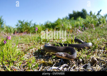 Schlingnatter am RSPB Arne (unter Lizenz) Stockfoto