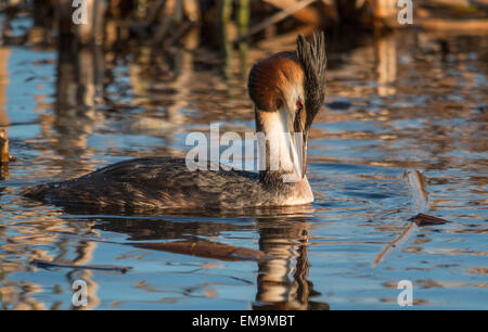 Great crested grebe Stockfoto