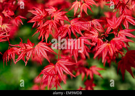 Japanischer Ahornbaum Acer palmatum Corallinum, neue frische Frühlingsblätter Stockfoto