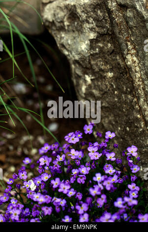 Rock Kresse Aubrieta deltoidea, Steingarten Stein Stockfoto